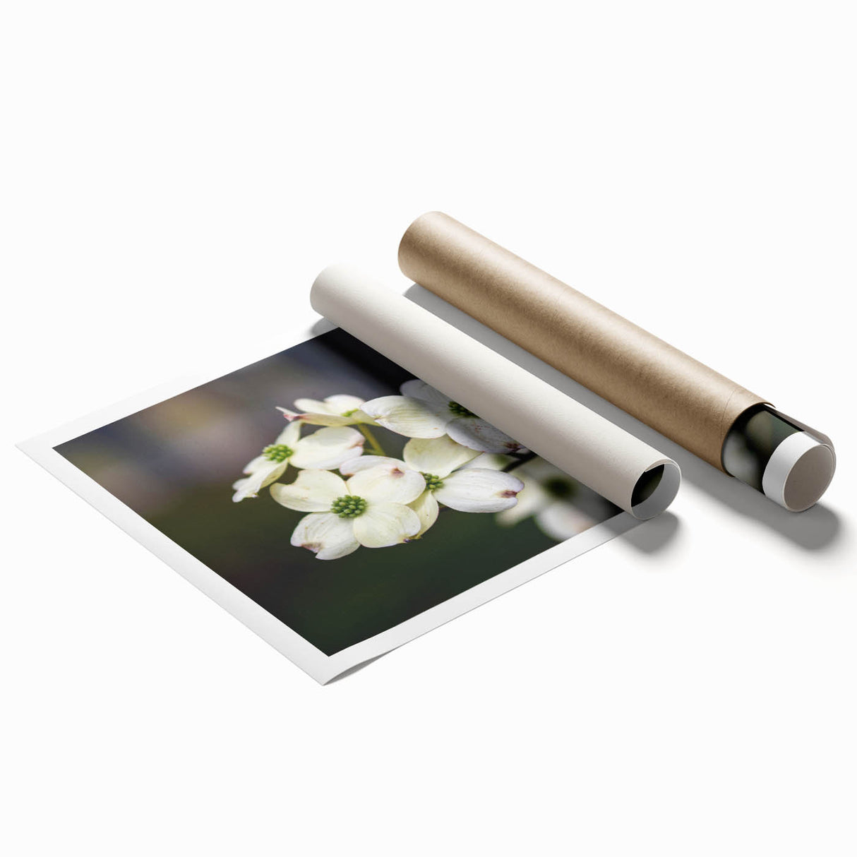 Botanical wall art design featuring vibrant dogwood flowers in soft pastel colors, rolled for easy display and shipping. Perfect for enhancing home decor.