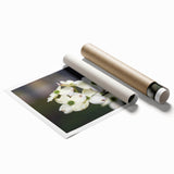 Botanical wall art design featuring vibrant dogwood flowers in soft pastel colors, rolled for easy display and shipping. Perfect for enhancing home decor.