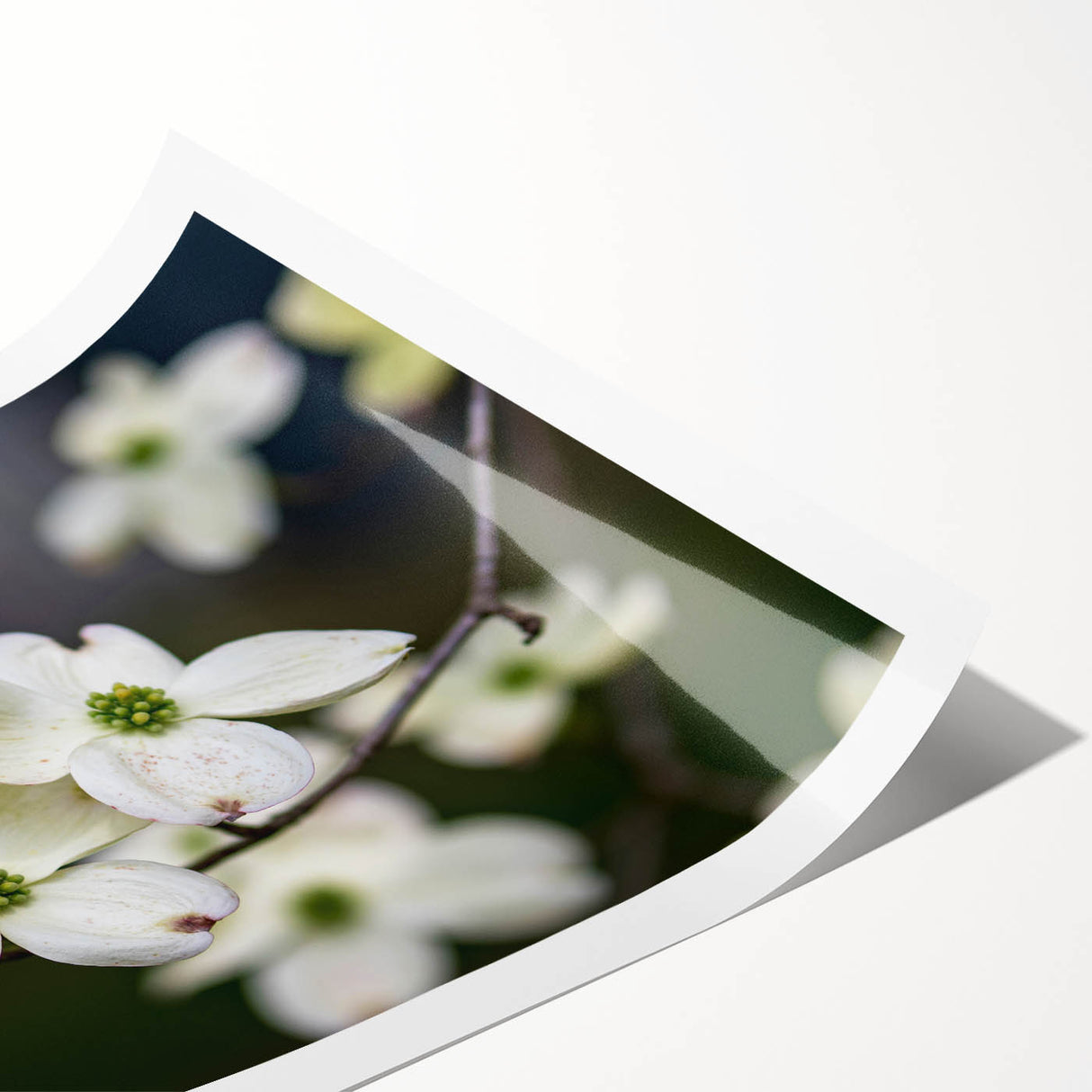 Botanical dogwood wall art design featuring delicate white flowers and green leaves on a rolled print, perfect for adding a nature-inspired touch to home decor.