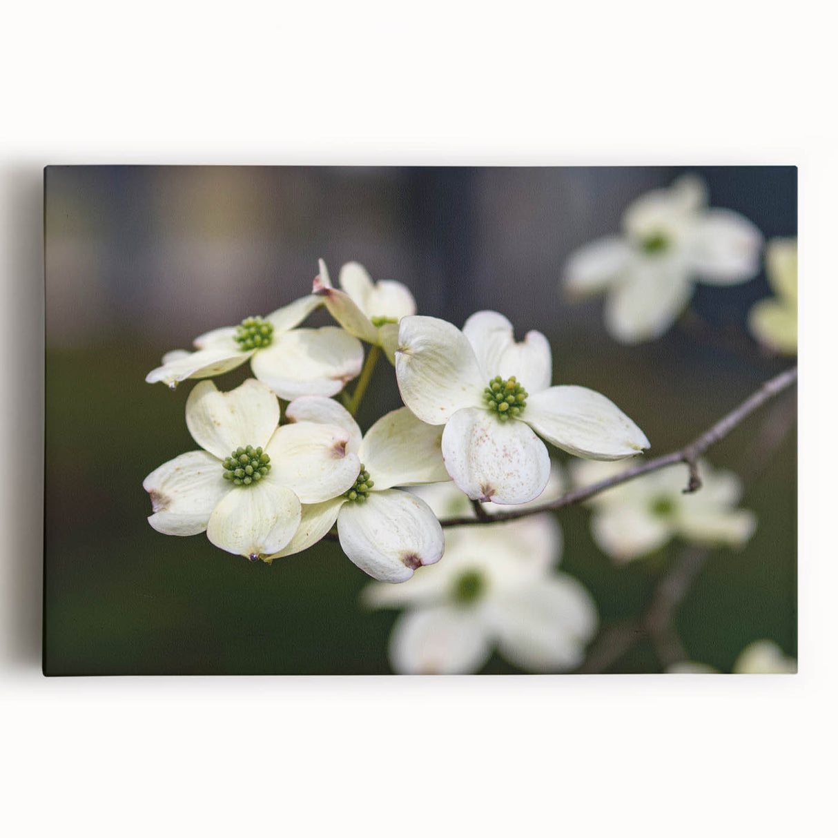 Stretched canvas wall art featuring a vibrant botanical dogwood design with intricate floral details, perfect for adding a touch of nature to home decor.