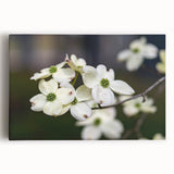 Stretched canvas wall art featuring a vibrant botanical dogwood design with intricate floral details, perfect for adding a touch of nature to home decor.
