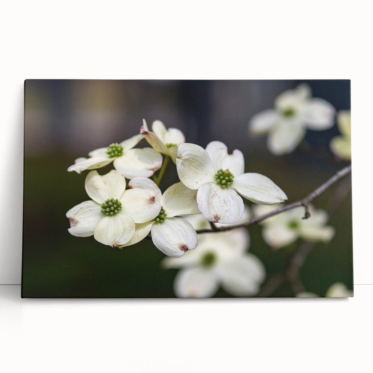 Botanical wall art print featuring a delicate dogwood flower design on stretched canvas, elegantly leaning against a neutral wall, showcasing soft pink and white hues.