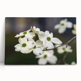Botanical wall art print featuring a delicate dogwood flower design on stretched canvas, elegantly leaning against a neutral wall, showcasing soft pink and white hues.