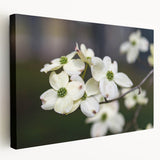 Botanical wall art featuring vibrant dogwood flowers on a stretched canvas, showcasing intricate details and a side view perspective, ideal for home decor.