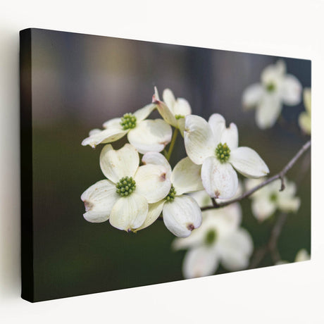 Botanical wall art featuring vibrant dogwood flowers on a stretched canvas, showcasing intricate details and a side view perspective, ideal for home decor.