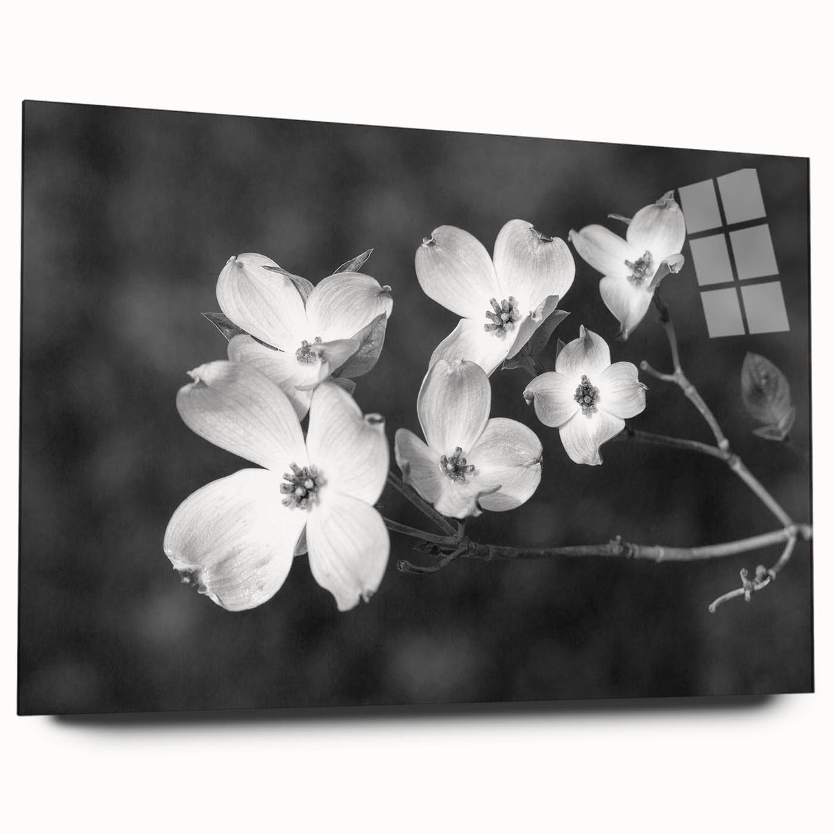Elegant botanical wall art showcasing a delicate dogwood flower design in soft pastels, displayed in an acrylic glass frame for a modern touch. Perfect for home decor.