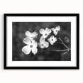 Botanical dogwood design wall art collection featuring a black frame and mat, showcasing delicate floral illustrations in soft pastel colors, perfect for home decor.