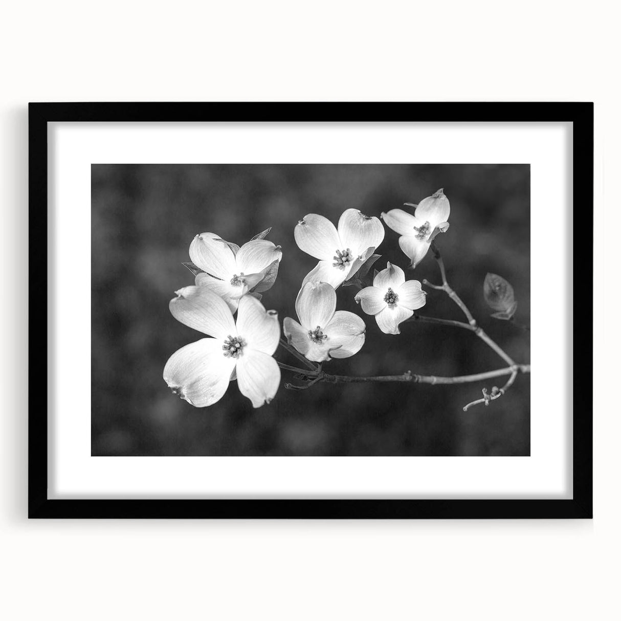 Botanical dogwood design wall art collection featuring a black frame and mat, showcasing delicate floral illustrations in soft pastel colors, perfect for home decor.
