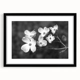 Botanical dogwood design wall art collection featuring a black frame and mat, showcasing delicate floral illustrations in soft pastel colors, perfect for home decor.
