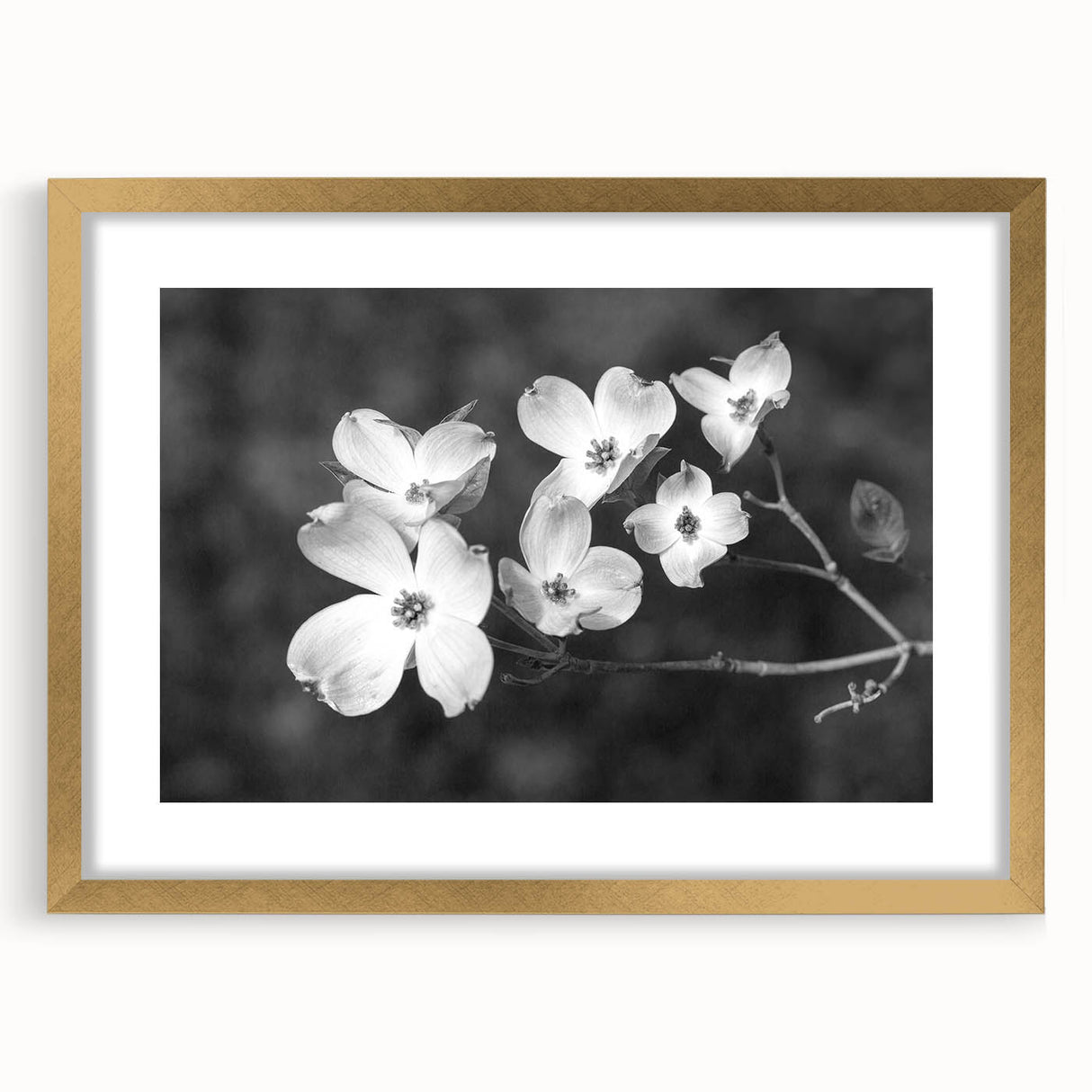 Botanical wall art featuring delicate white dogwood flowers with green leaves, framed in elegant gold, showcasing a modern decor style for nature lovers.