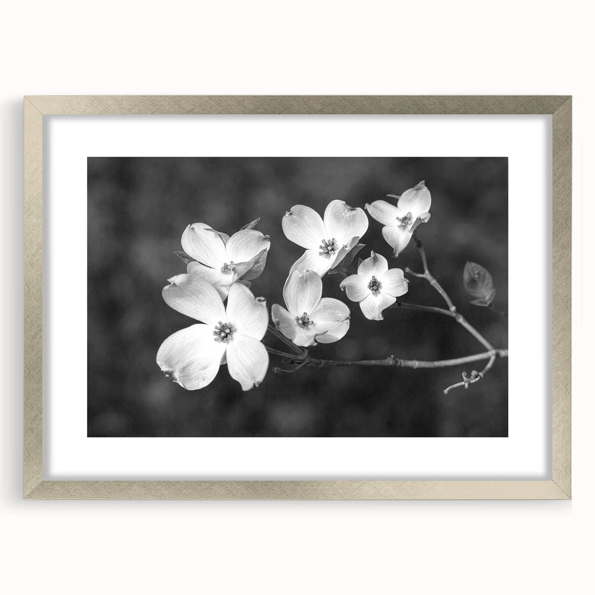 Framed botanical wall art featuring a delicate dogwood design in soft pastel colors, elegantly matted and showcased in a sleek silver frame, ideal for home decor.