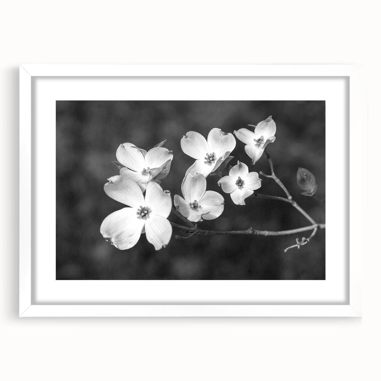 Botanical wall art collection showcasing a framed dogwood design with a white mat, perfect for home decor. Elegant and nature-inspired, this piece enhances any room.