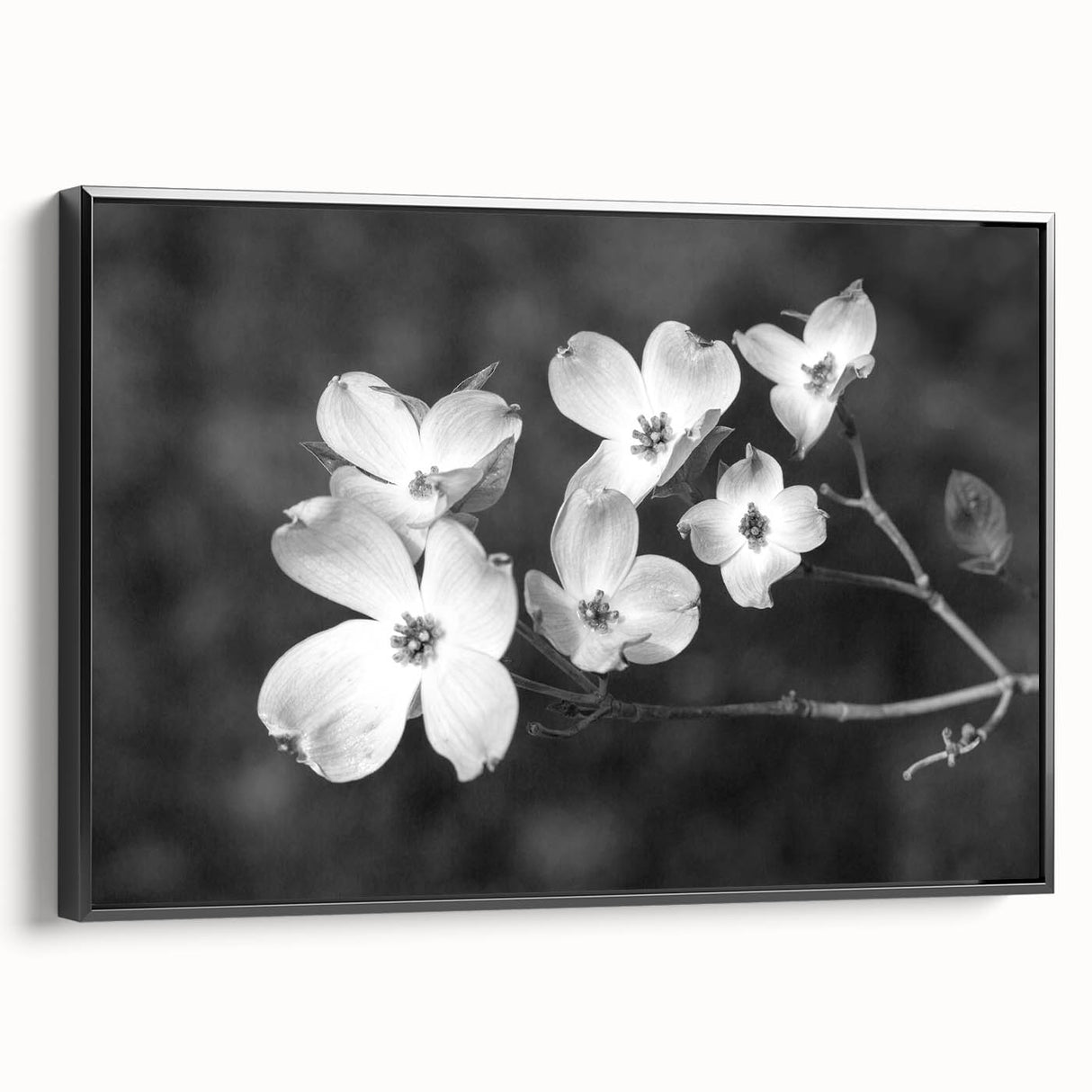 Framed botanical wall art featuring a delicate dogwood flower design, showcased in a sleek black frame with a side view to highlight its elegant details.