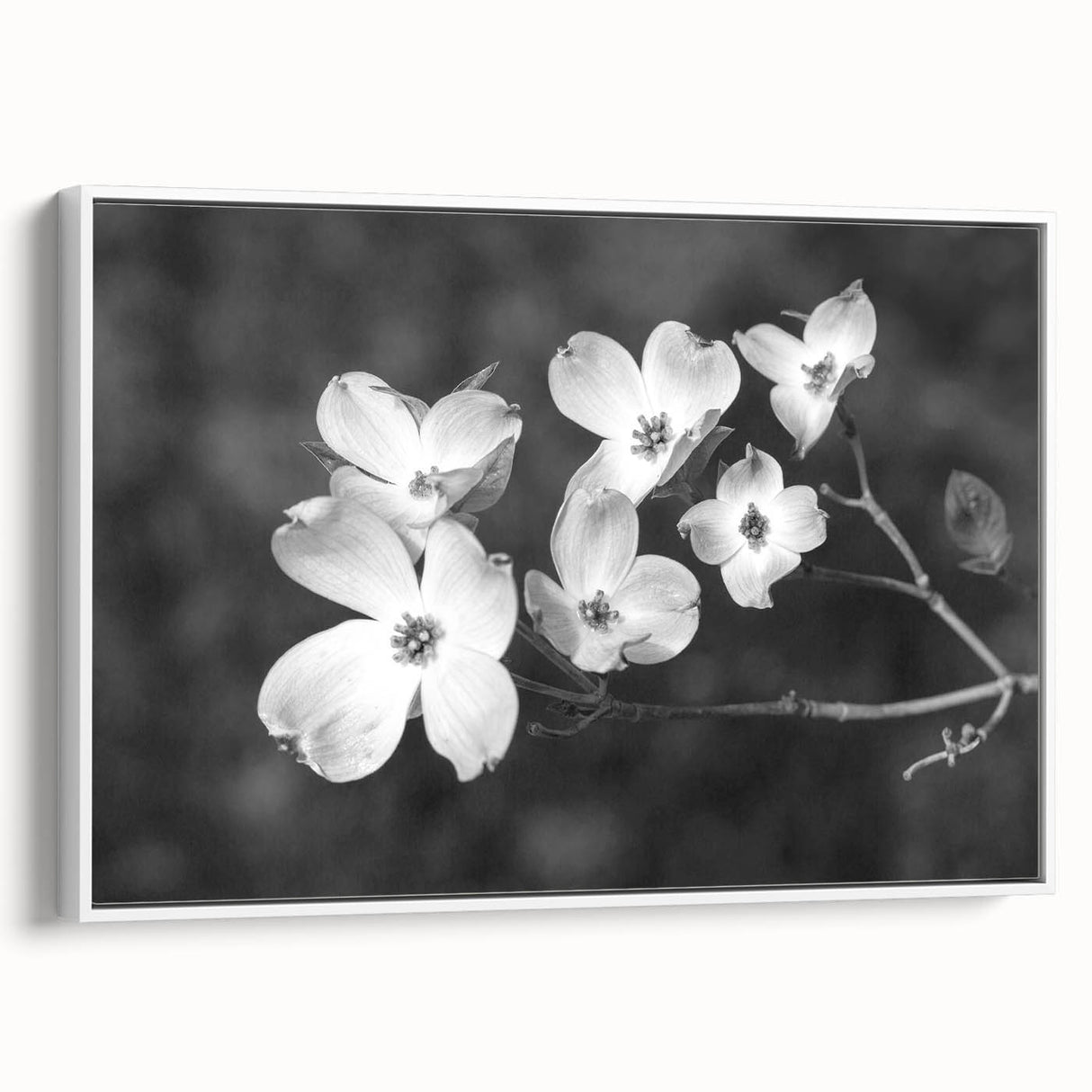 Framed canvas wall art featuring a botanical dogwood design in soft pastel colors, showcasing intricate floral details and a sleek white frame, perfect for home decor.