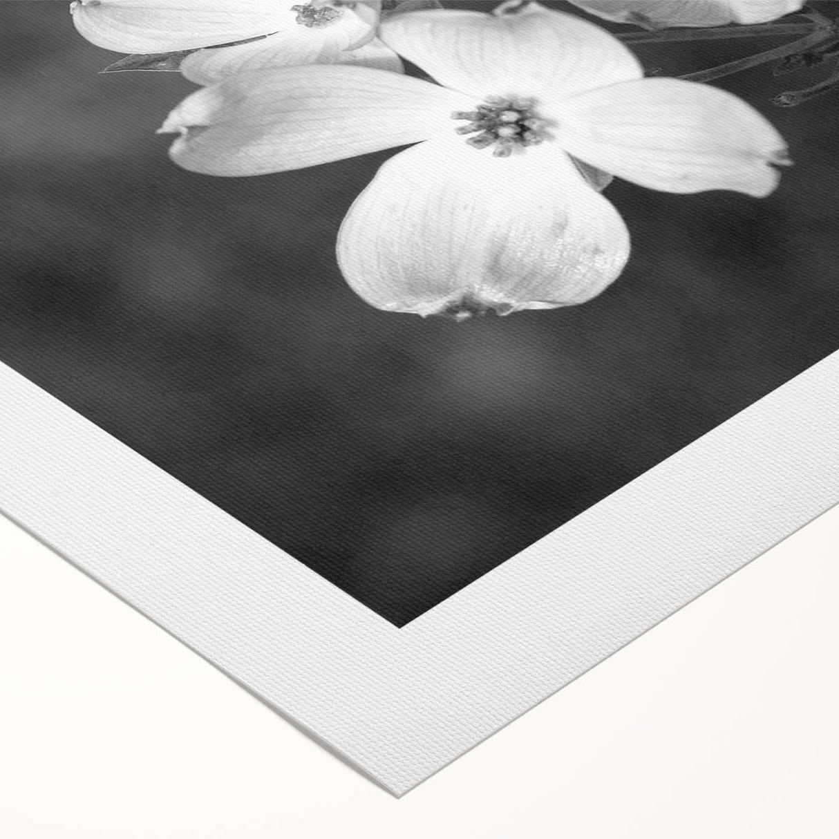 Botanical wall art featuring a delicate dogwood flower design printed on rolled canvas, ideal for home decor. Perfect for nature enthusiasts seeking elegant decoration.