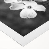 Botanical wall art featuring a delicate dogwood flower design printed on rolled canvas, ideal for home decor. Perfect for nature enthusiasts seeking elegant decoration.