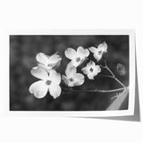 Botanical wall art print showcasing vibrant dogwood flowers in soft pastel colors, rolled for easy shipping and display, perfect for home decor.