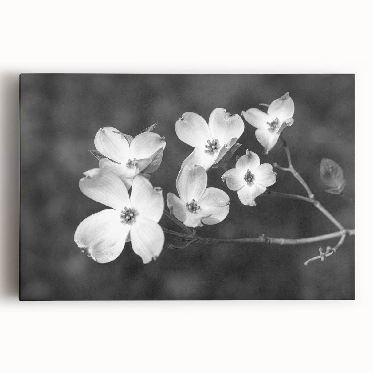 Botanical dogwood design stretched canvas wall art showcasing delicate white flowers against a soft pastel background, perfect for home decor and nature lovers.