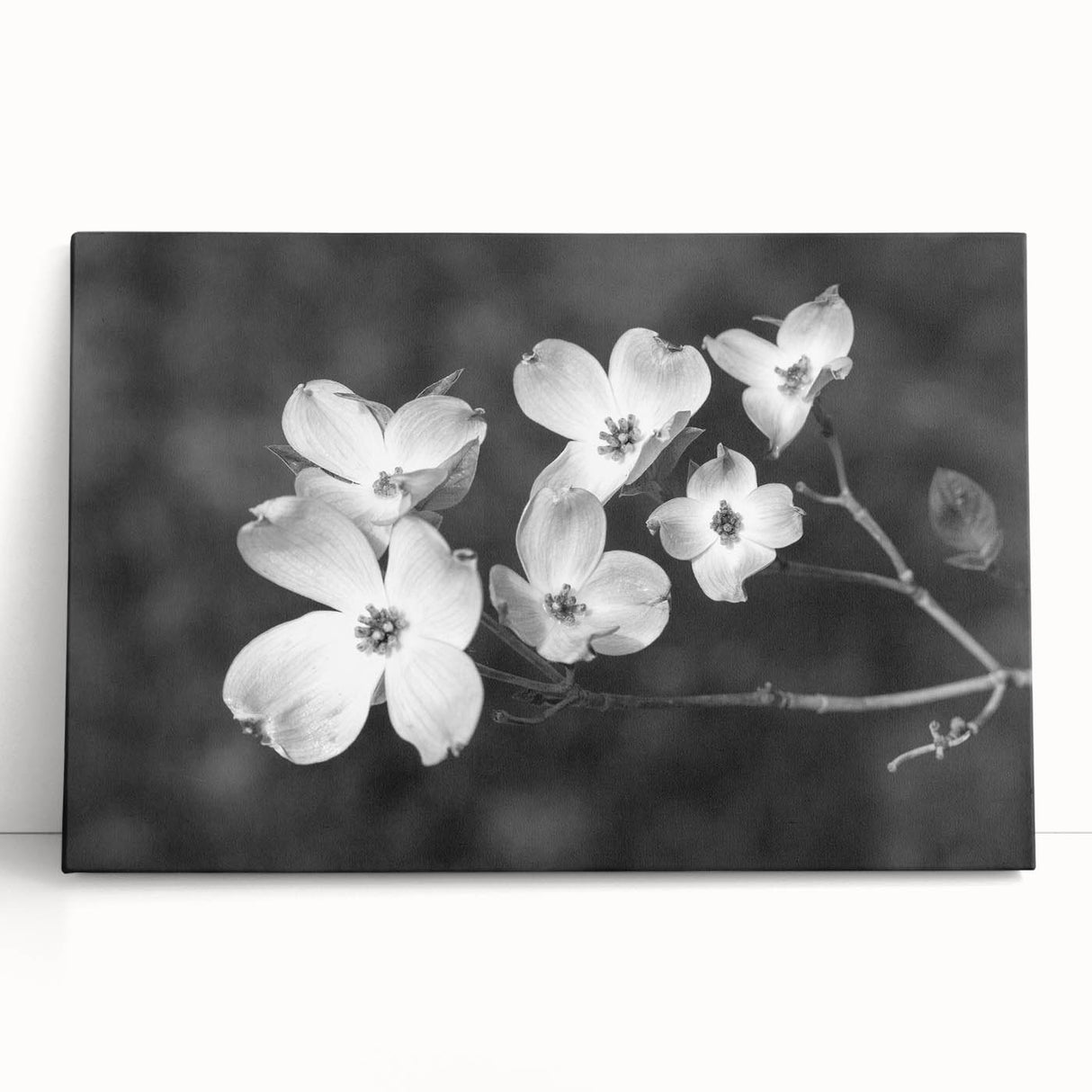 Botanical wall art featuring a delicate dogwood flower design on stretched canvas, elegantly leaning against a wall, ideal for enhancing home decor.