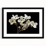 Botanical wall art featuring a black-framed dogwood design, showcasing delicate flowers with soft colors, perfect for adding elegance to any room decor.