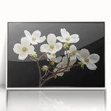 Framed acrylic wall art featuring a botanical dogwood design, showcasing vibrant flowers in a white frame, ideal for home decor and nature lovers.