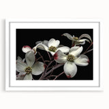 Botanical wall art collection showcasing a delicate dogwood flower design, framed with a crisp white mat, perfect for home decor. Ideal for nature enthusiasts.