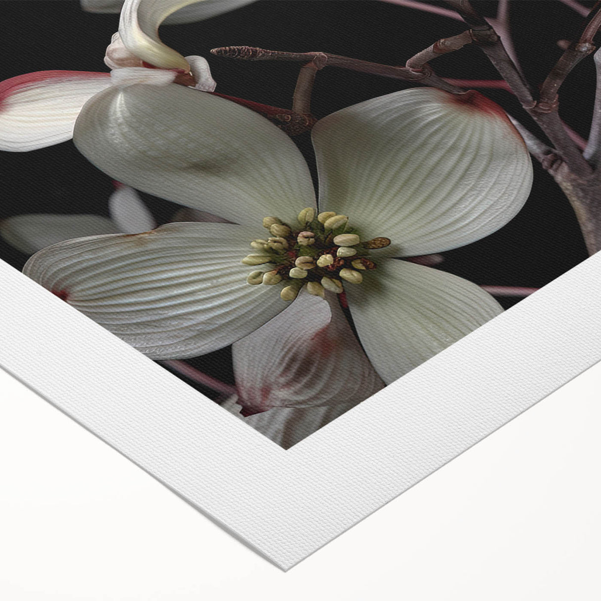 Botanical wall art showcasing a vibrant dogwood flower design in soft pink and white hues on rolled canvas, perfect for adding a touch of nature to home decor.