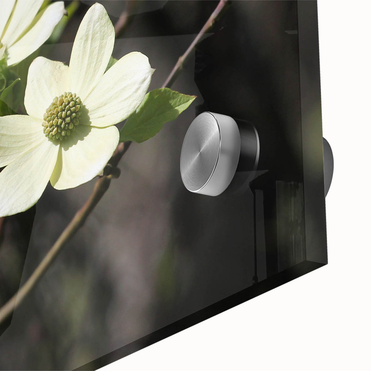 Close-up of a botanical dogwood wall art design featuring vibrant pink and white flowers set against a soft green background, printed on high-quality acrylic glass for a stunning display. This artistic piece adds a touch of nature-inspired elegance to any interior decor.