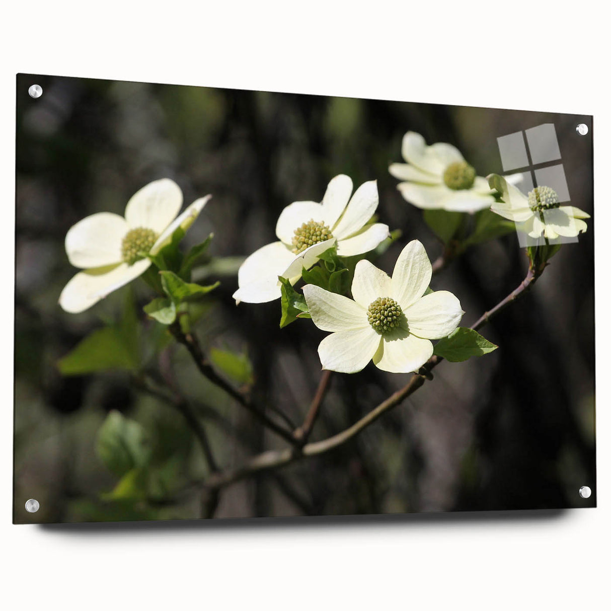 Acrylic glass wall art showcasing a dogwood floral design, featuring vibrant colors and a modern aesthetic. Side view reveals pin mounting system for easy display.