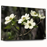 Acrylic glass wall art showcasing a dogwood floral design, featuring vibrant colors and a modern aesthetic. Side view reveals pin mounting system for easy display.