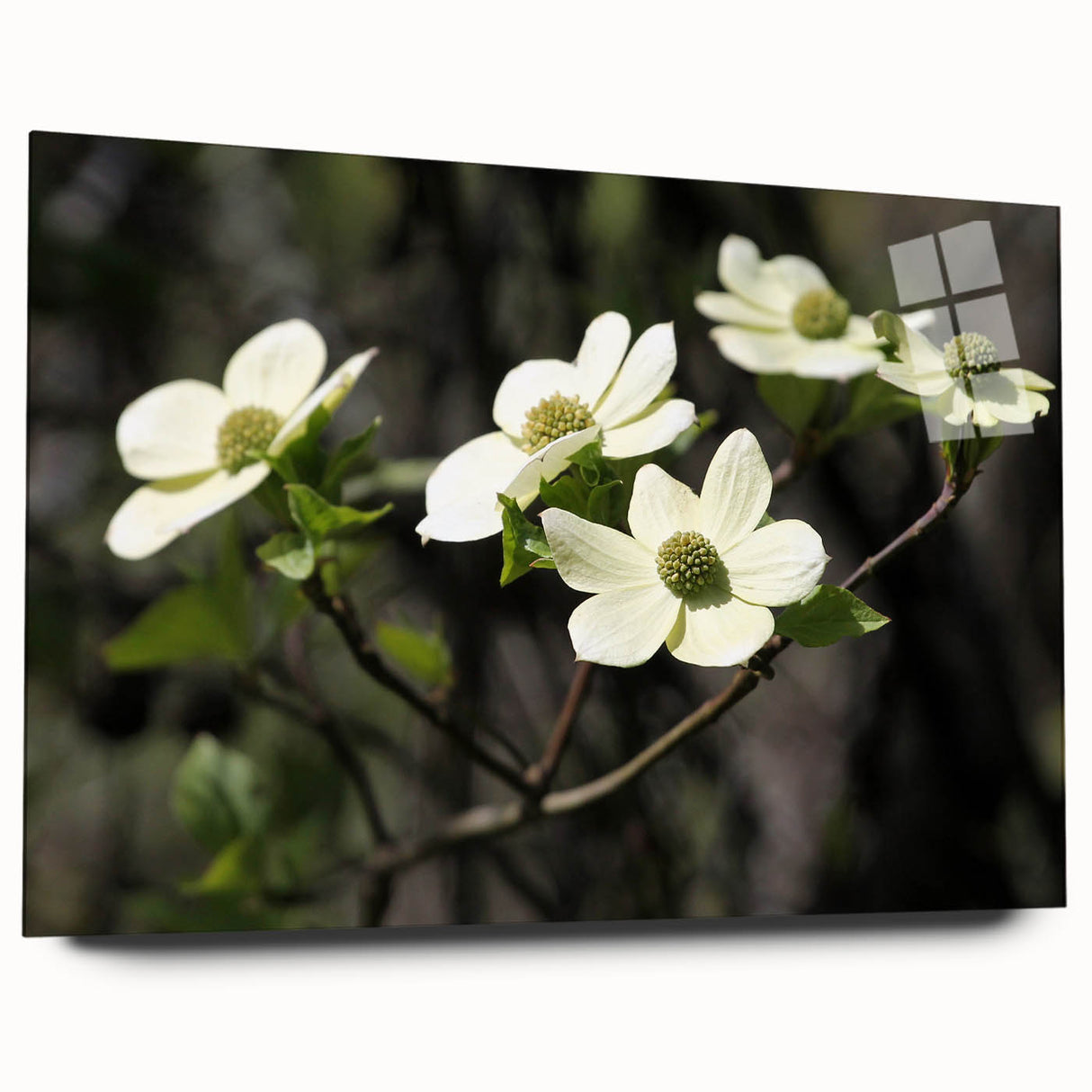 Acrylic wall art collection showcasing a botanical dogwood design, viewed from the side, highlighting its vibrant colors and elegant details. Perfect for home decor.