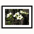 Framed botanical dogwood wall art with a black frame and mat, showcasing delicate flower designs, perfect for enhancing home decor and adding a touch of nature.