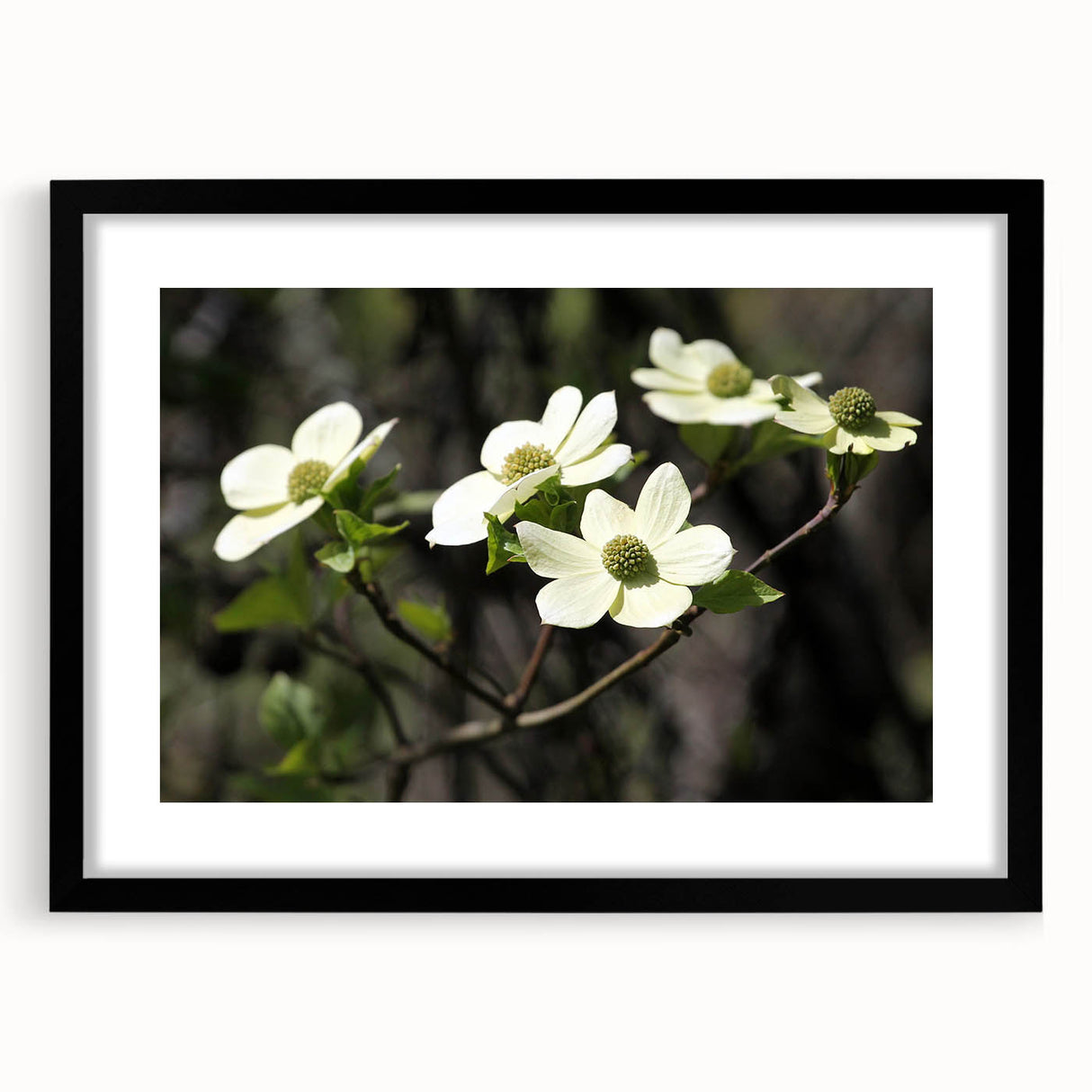 Framed botanical dogwood wall art with a black frame and mat, showcasing delicate flower designs, perfect for enhancing home decor and adding a touch of nature.