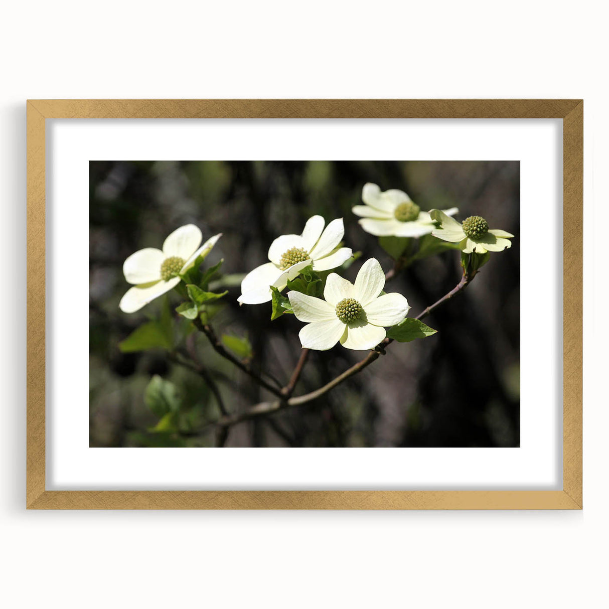 Gold-framed botanical wall art collection featuring a delicate dogwood design, elegantly matted and ready to enhance any space with its natural beauty.