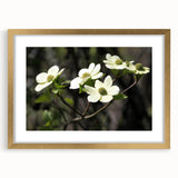 Gold-framed botanical wall art collection featuring a delicate dogwood design, elegantly matted and ready to enhance any space with its natural beauty.