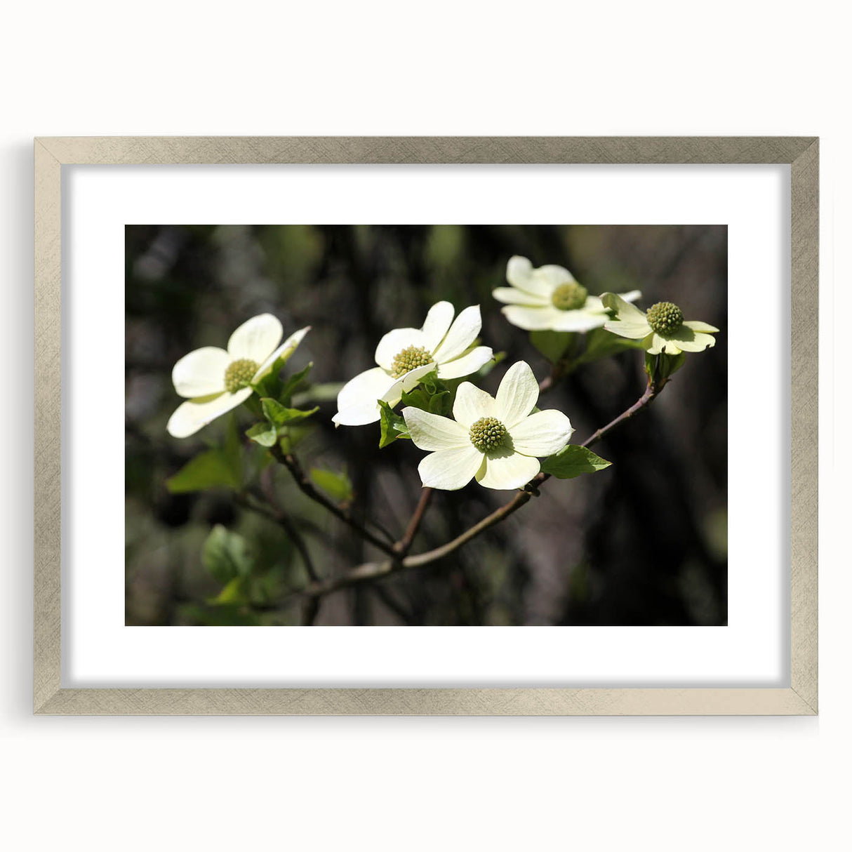Botanical wall art featuring a delicate dogwood flower design, framed with a silver mat, showcasing intricate floral details ideal for home decor.