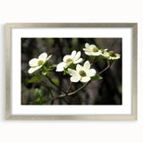 Botanical wall art featuring a delicate dogwood flower design, framed with a silver mat, showcasing intricate floral details ideal for home decor.