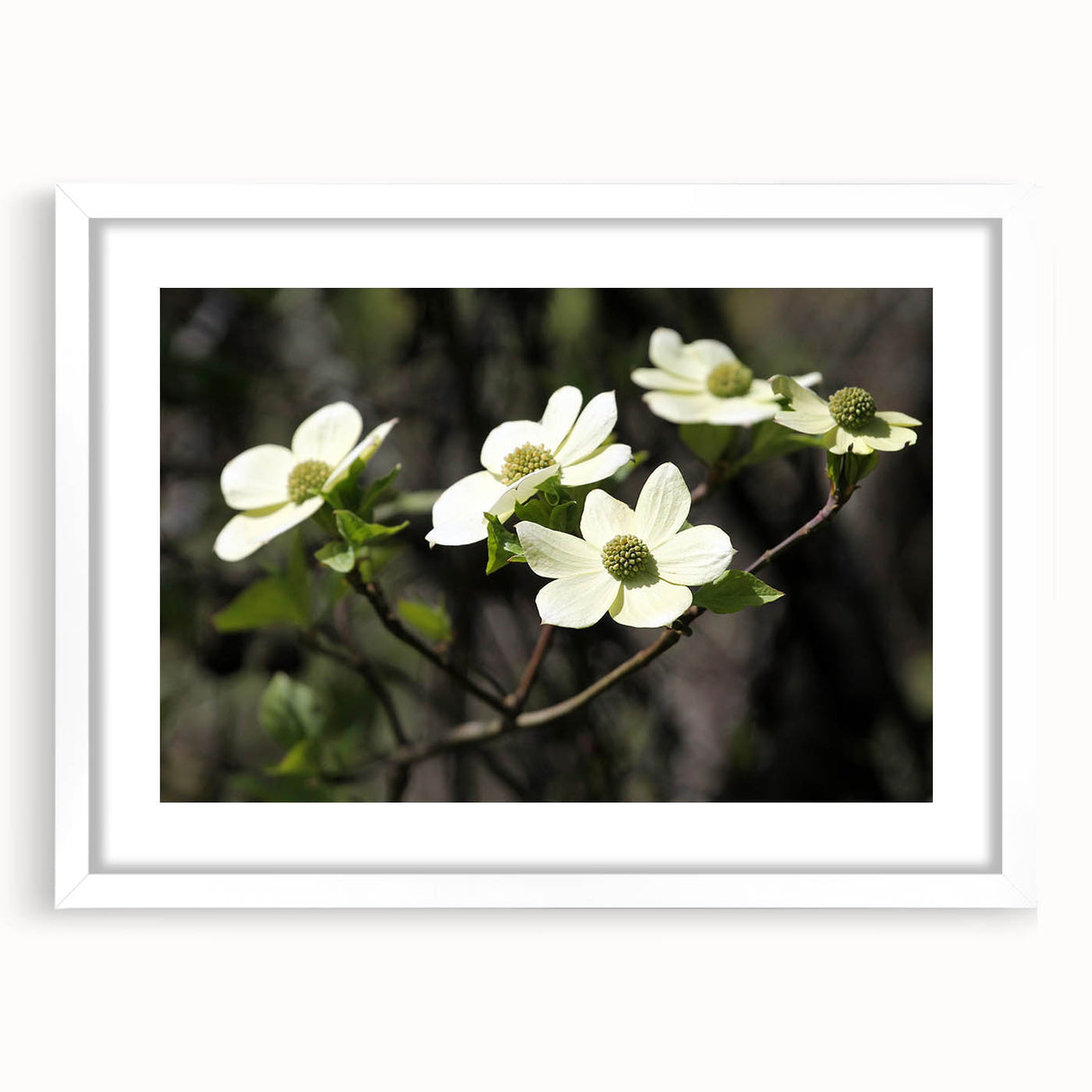 Botanical dogwood wall art collection framed with a white mat, showcasing delicate floral designs in soft pastel colors, perfect for home decor.