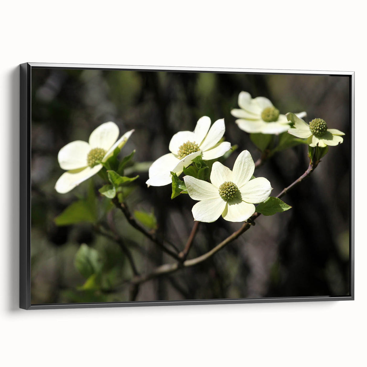 Framed canvas wall art showcasing a botanical dogwood design in vibrant colors, set against a sleek black frame, ideal for modern home decor.