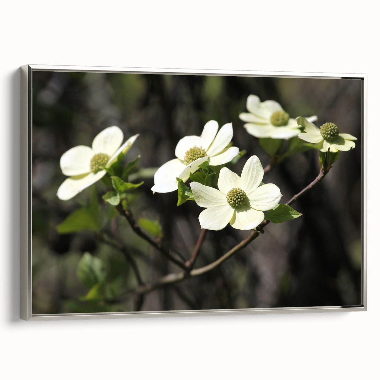 Framed canvas wall art featuring a botanical dogwood design in silver, showcasing delicate flowers and intricate details, perfect for home decor enhancement.