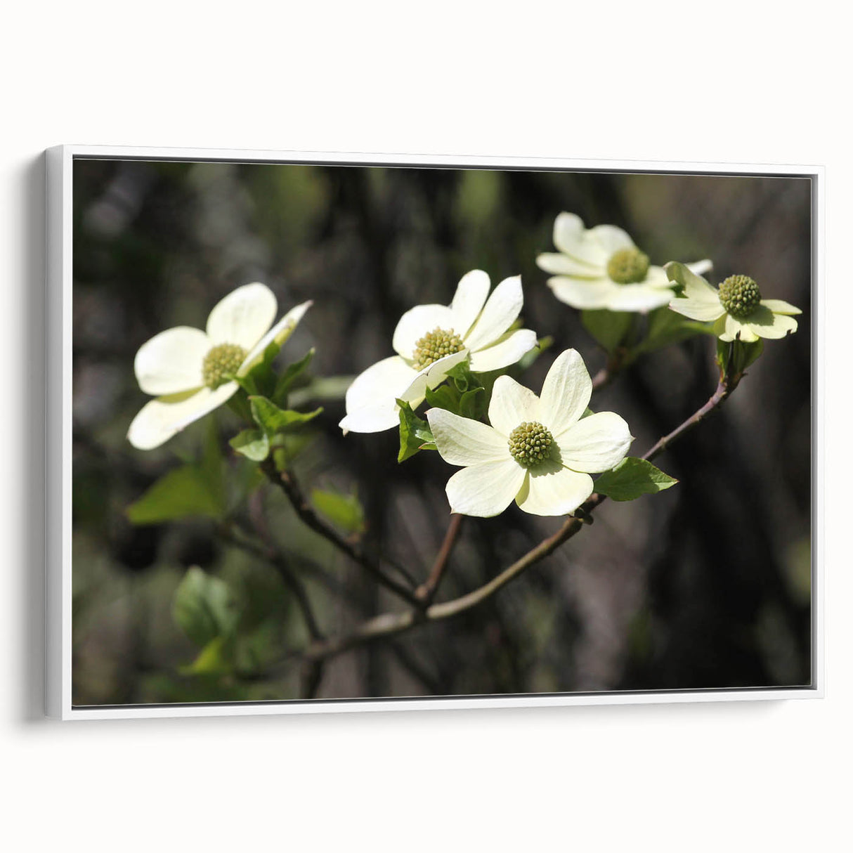 Framed wall art showcasing a botanical dogwood design, featuring delicate white flowers on a soft background, ideal for home decor in a modern setting.