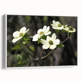 Framed wall art showcasing a botanical dogwood design, featuring delicate white flowers on a soft background, ideal for home decor in a modern setting.