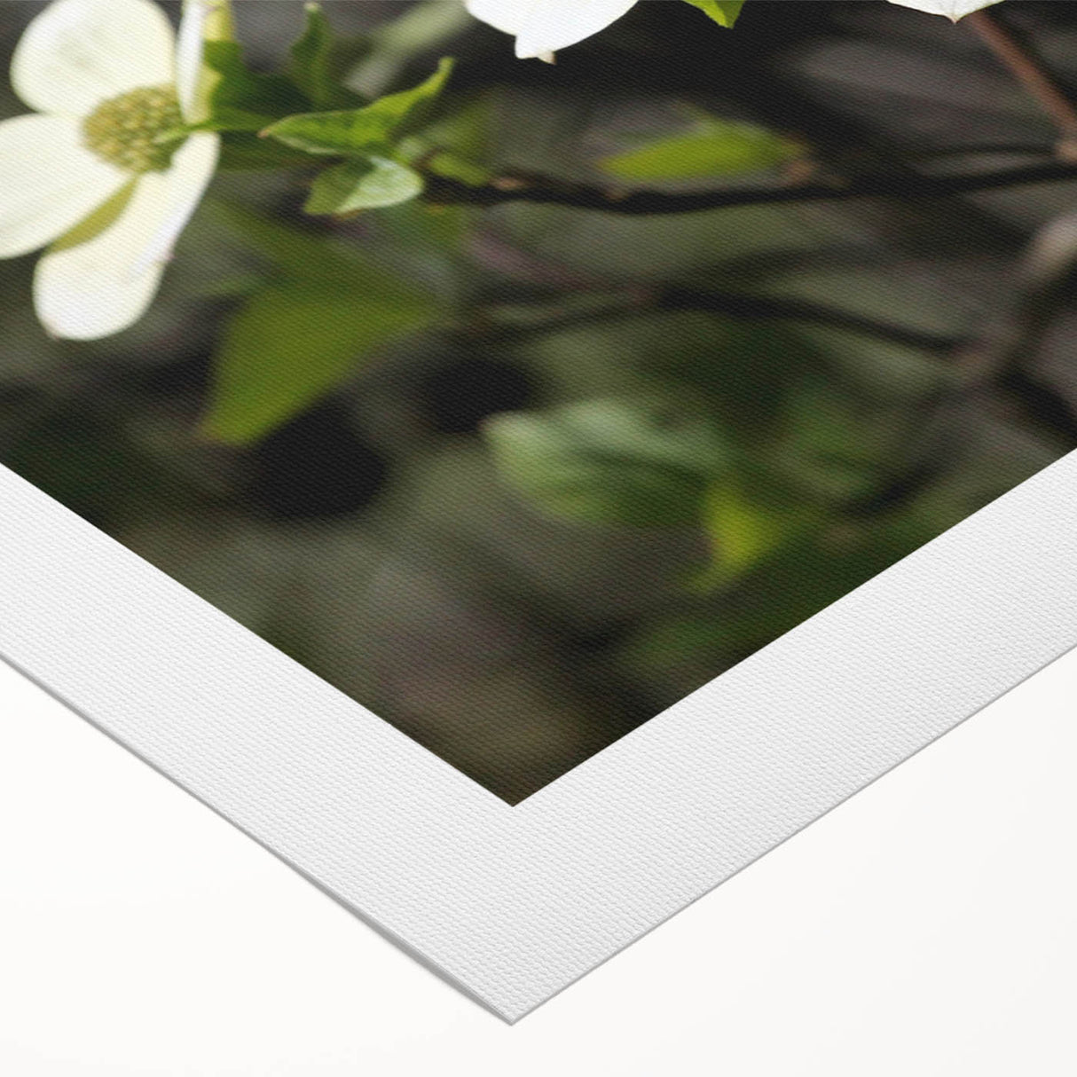 Botanical wall art collection showcasing vibrant dogwood flowers in soft pastel colors, printed on high-quality rolled canvas, perfect for home decor.