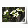Botanical wall art print featuring delicate dogwood flowers in soft pink and white tones, elegantly rolled and ready for framing, ideal for home decor.