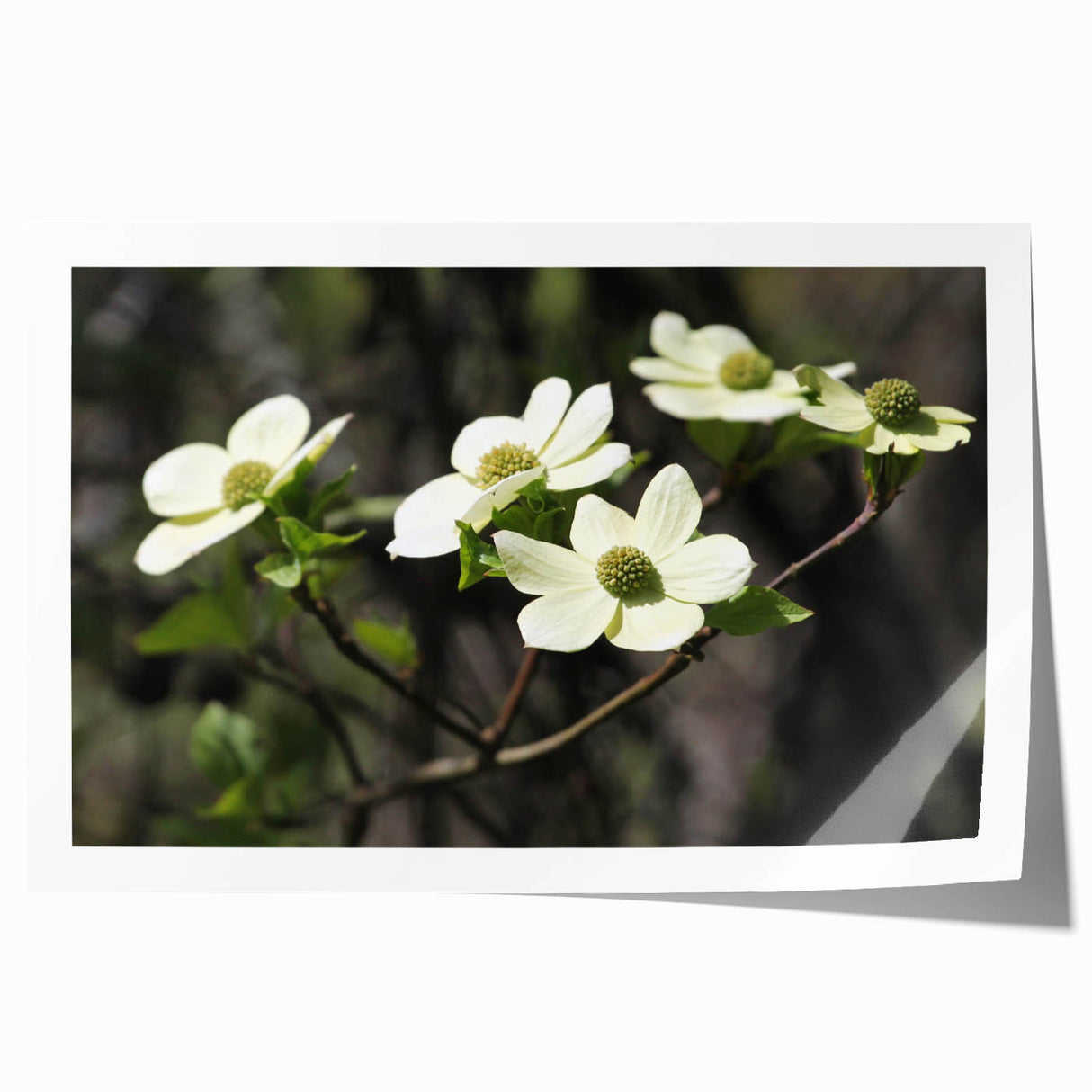 Botanical wall art print featuring delicate dogwood flowers in soft pink and white tones, elegantly rolled and ready for framing, ideal for home decor.