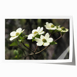 Botanical wall art print featuring delicate dogwood flowers in soft pink and white tones, elegantly rolled and ready for framing, ideal for home decor.