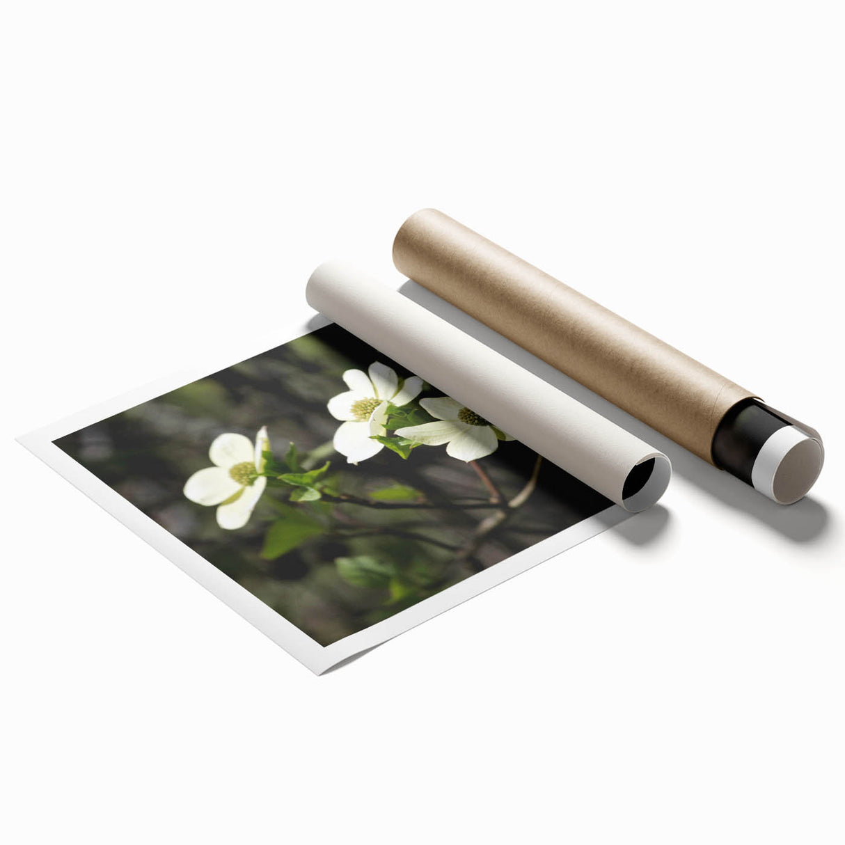 Botanical wall art print showcasing a vibrant dogwood flower design on a rolled canvas. Ideal for home decor, it adds a touch of nature-inspired elegance to any space.