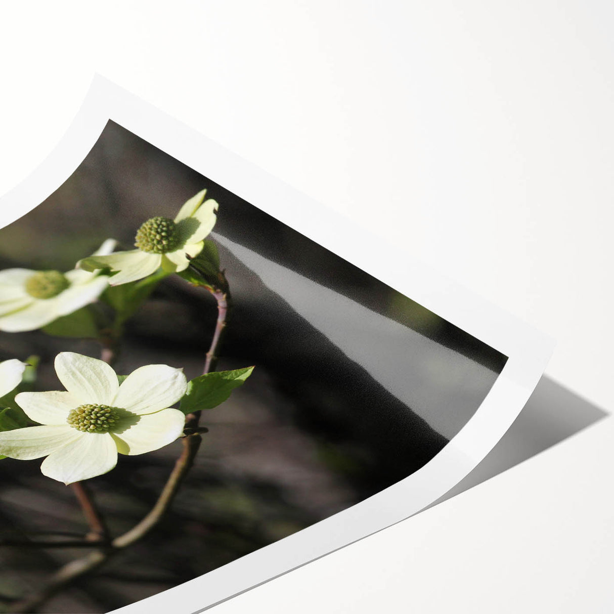 Botanical wall art print showcasing a delicate dogwood flower design against a soft pastel background, rolled for easy display and shipping.