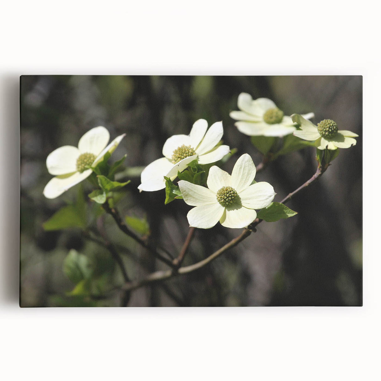 Stretched canvas wall art showcasing a vibrant dogwood flower design in soft pink and white hues, perfect for home decor or nature-themed interiors.