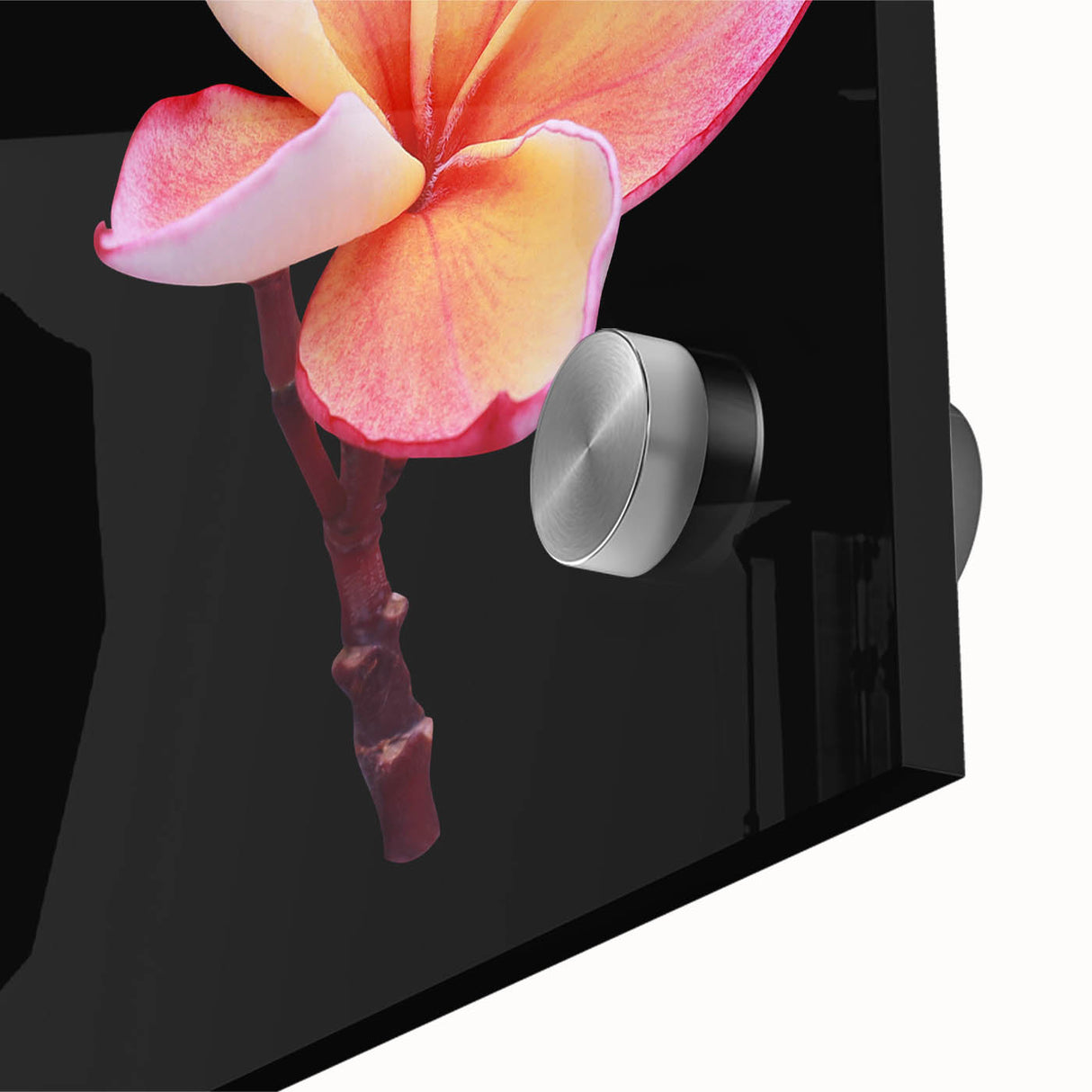 Close-up of a botanical wall art piece featuring vibrant dogwood flowers, elegantly displayed with acrylic glass for a modern touch, perfect for home decor.